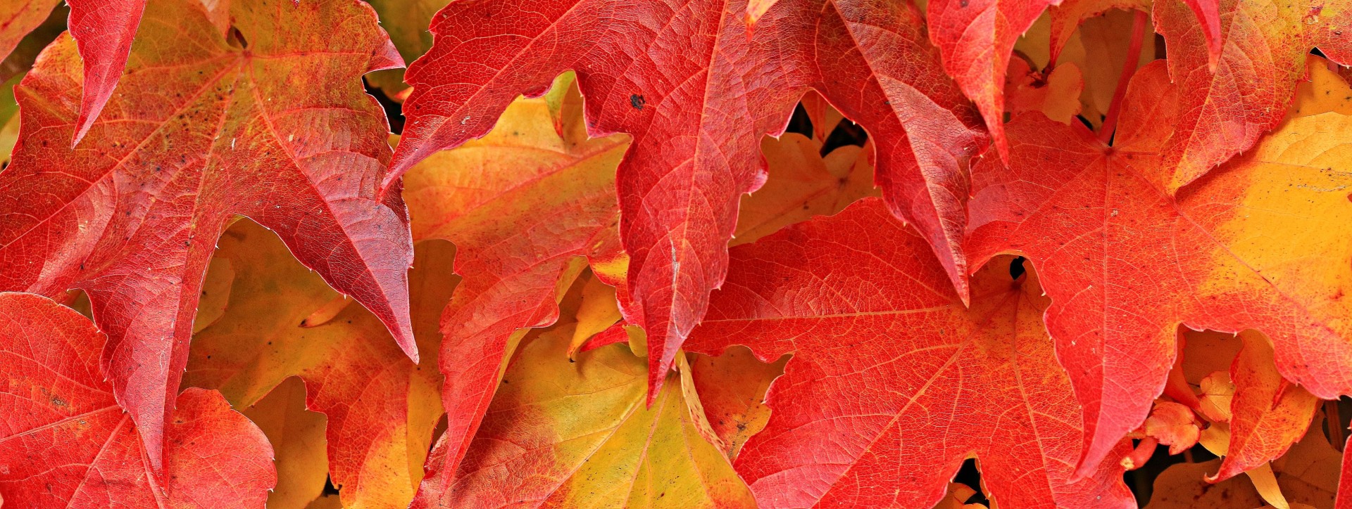 wir-machen-herbstferien-54-1.jpg
